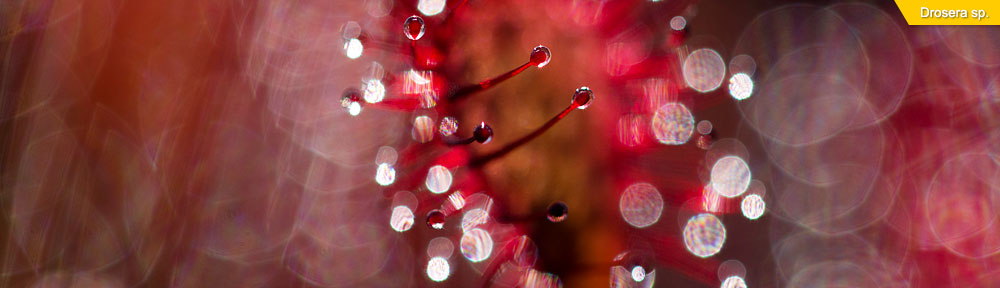 Dom Greves Digital / Blog