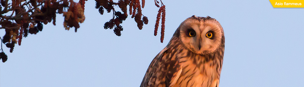 Dom Greves Digital / Blog