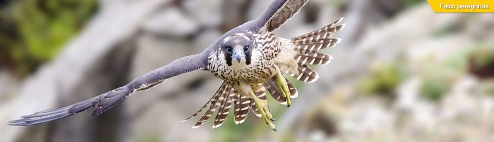 Dom Greves Digital / Blog