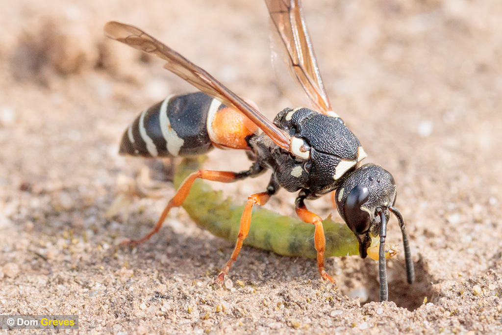 Purbeck mason wasp: prey